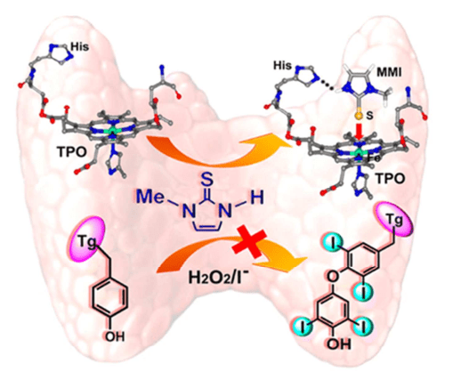 Mechanism of action of methimasole (MMI) on TPO.