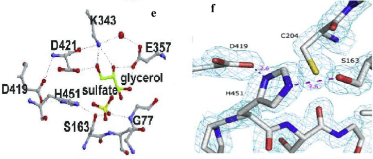 Active site (e) and catalytic triad region of <em>L. plantarum</em> tannase (f).