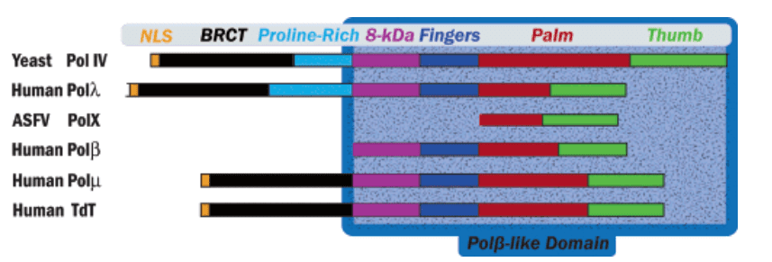 Domain organization of X-family DNA polymerases.