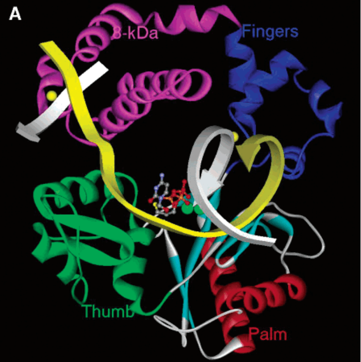 Structure of Polβ-like domain.