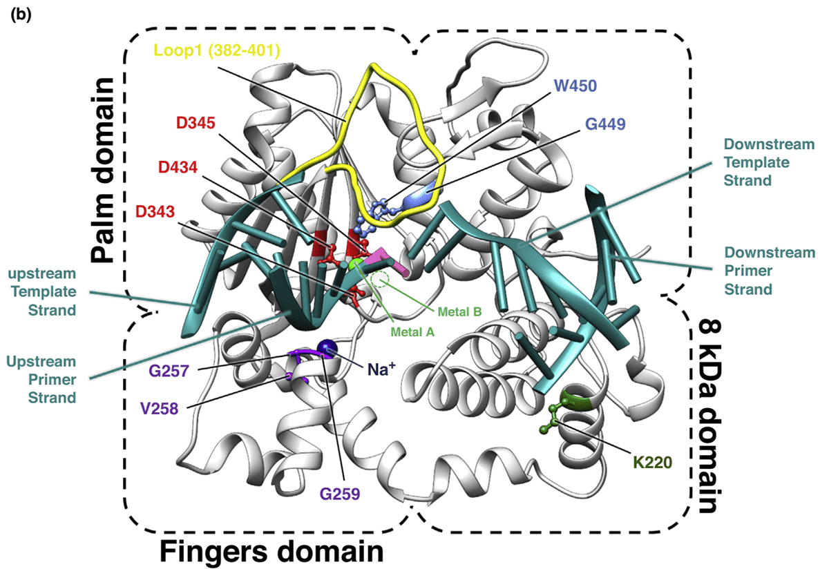 Mechanism of TdT bound to a DNA synapsis.