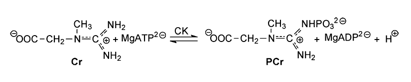 The reaction catalyzed by creatine kinase.