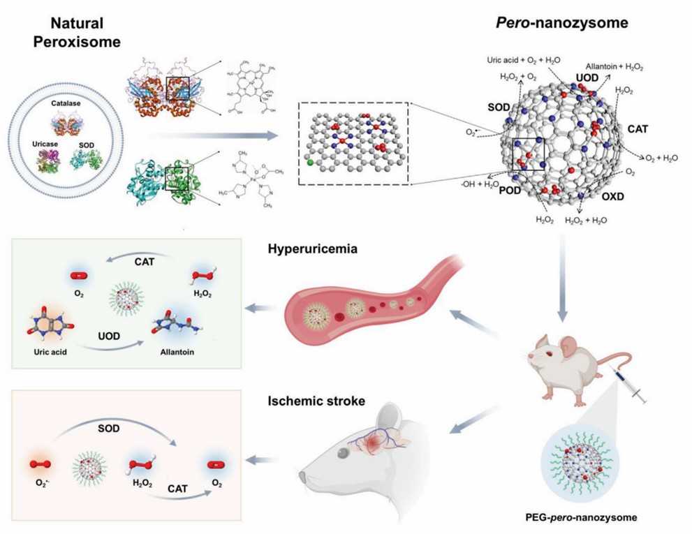 Schematic illustration of the design of an artificial peroxisome for ameliorating hyperuricemia using an iron-doped enzyme. - Creative Enzymes