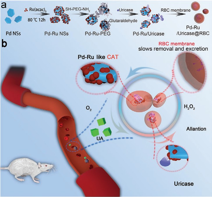 Schematic illustration of the Pd / Ru navigator construction procedure and its treatment for hyperuricemia.