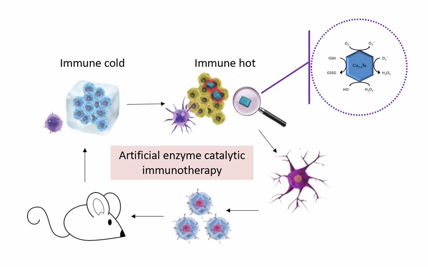 Cu2-xTe nanozyme is used to catalyze inflammation and activate antitumor immunity. - Creative Enzymes