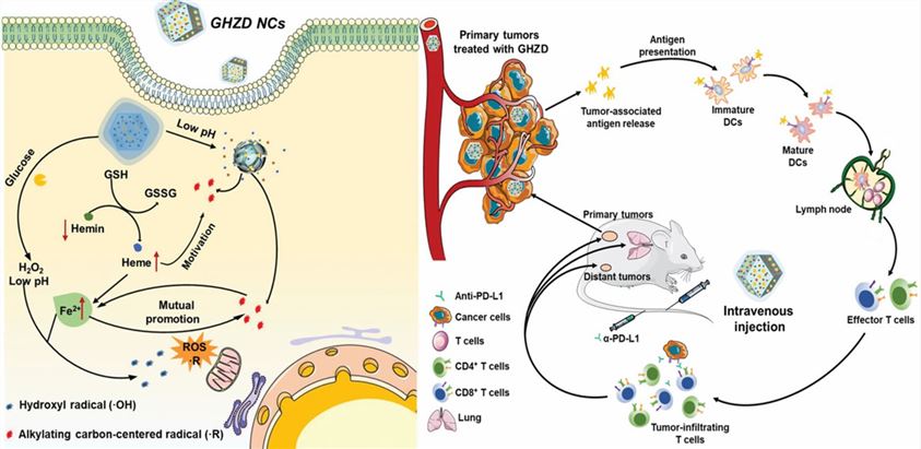 Schematic illustration of in situ C-centered radicals-augmented enzyme-based catalytic anticancer and immune therapy. - Creative Enzymes