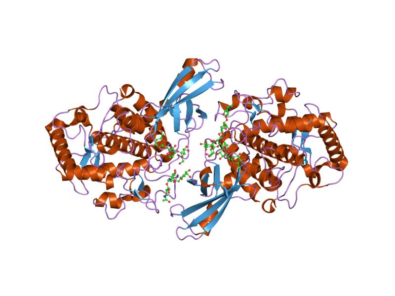 Tyrosinase