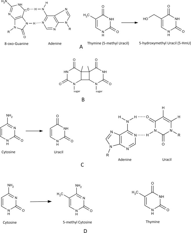 Types of lesions found in DNA