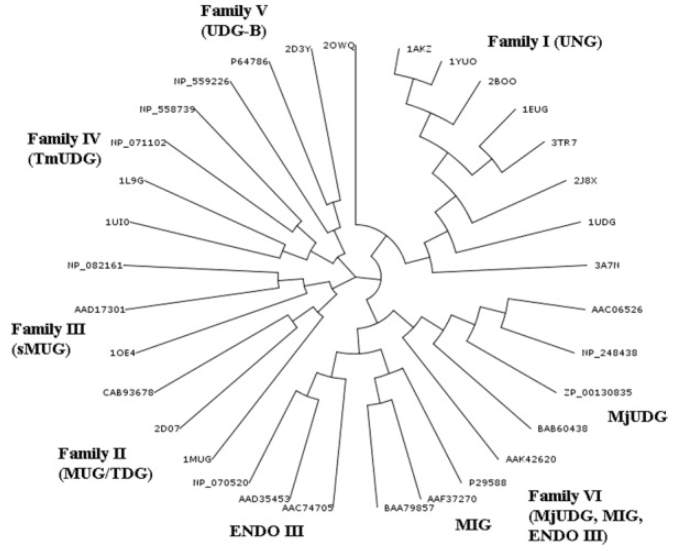 Phylogenetic tree of sequence alignment