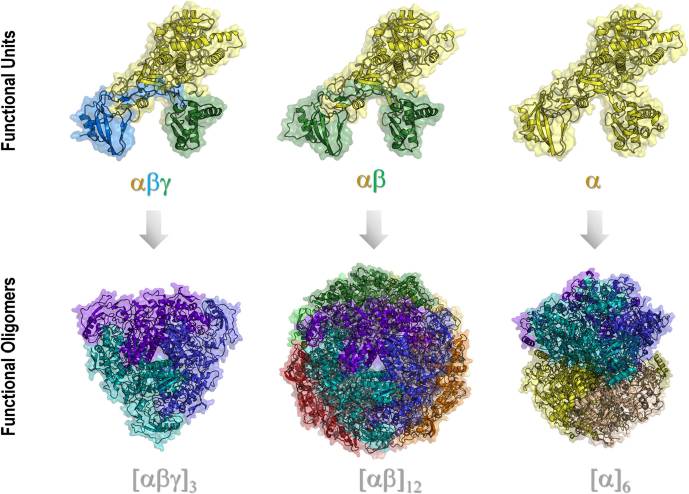 Urease 