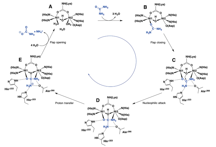 Urease 