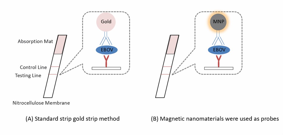 Design for nanozyme strip. - Creative Enzymes