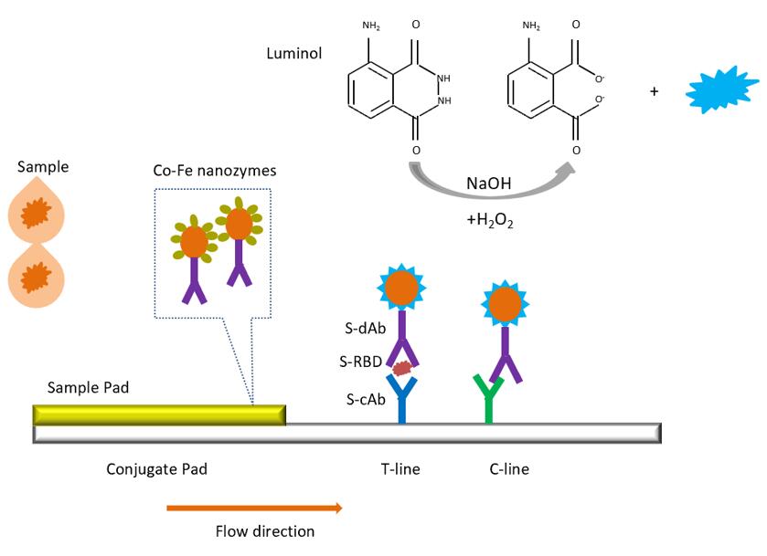 Nanozymes chemiluminescence test strip for detection of SARS-CoV-2S-RBD. - Creative Enzymes