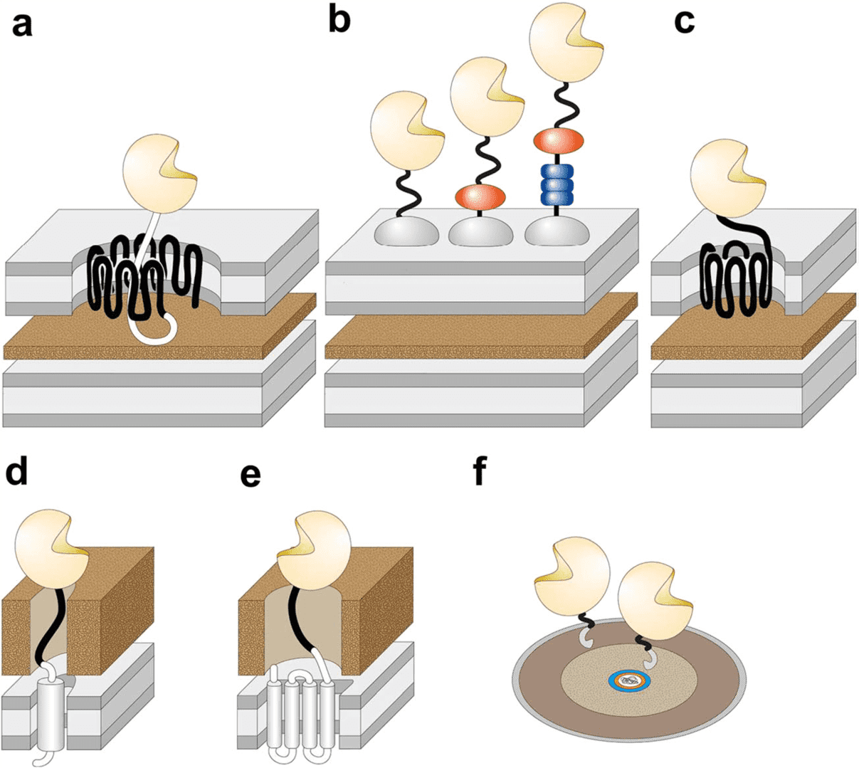 Whole Cell Biocatalysts