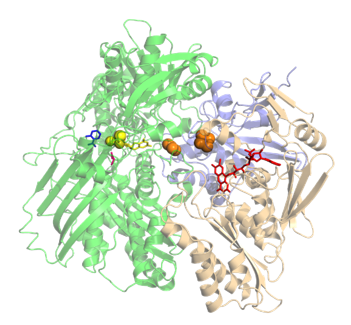 Protein structure of XAO.