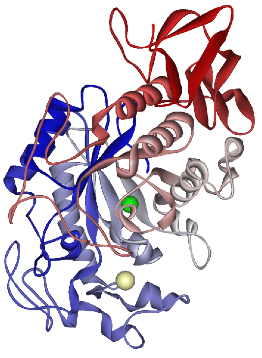 α-Amylase