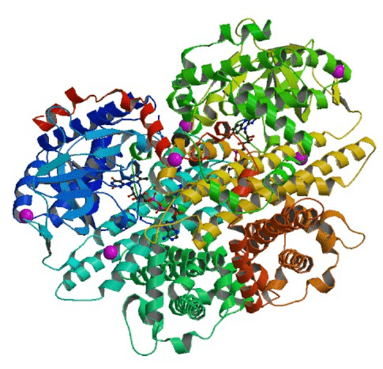 Enzyme Activity Measurement for Acyl-CoA Oxidase