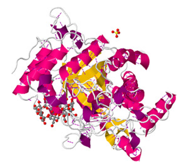 Protein structure of β-Amylase.