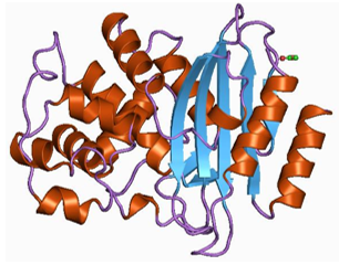 β-Lactamase