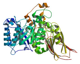 The Crystal structure of blood-group-substance endo-1,4-beta-galactosidase from Streptococcus pneumoniae