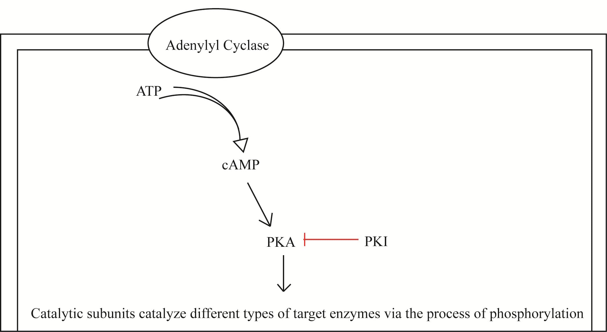 Protein Kinase A