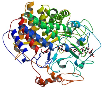 Enzyme Activity Measurement of Cellulose 1,4-Beta-Cellobiosidase (Reducing End)