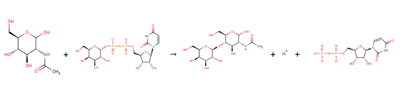 Enzyme Activity Measurement of N-Acetyllactosamine Synthase