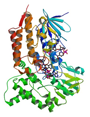 The closed crystal structure of cyclohexanone monooxygenase