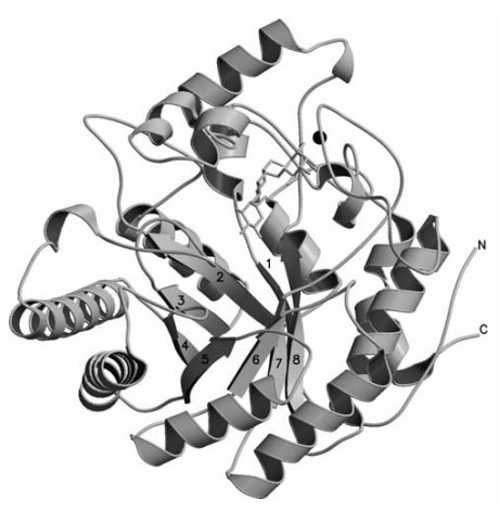 Stereo illustration of the overall structure of BLGAL