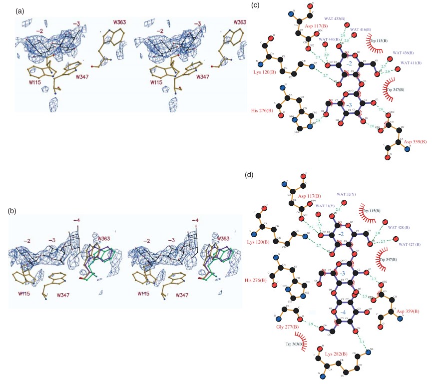 Close-up views of substrate binding subsites 24, 23 and 22 in the final models for the galactobiose and galactotriose complexes, respectively