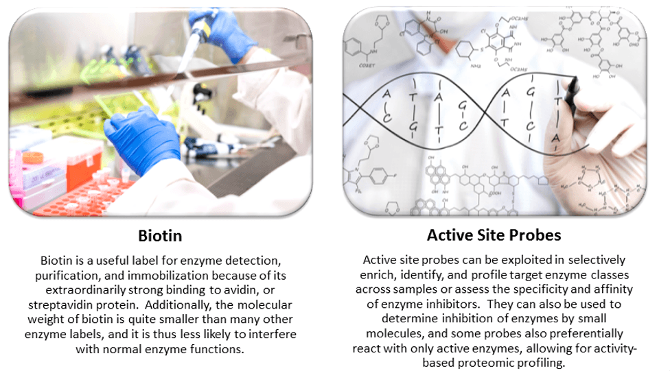 Featured Enzyme labeling services by Creative Enzymes