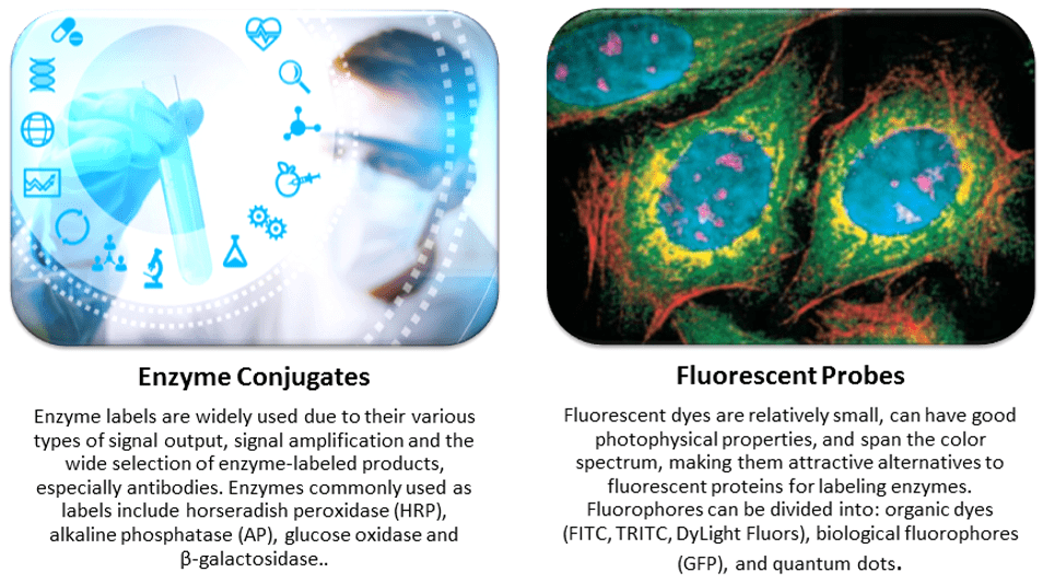 Featured Enzyme labeling services by Creative Enzymes