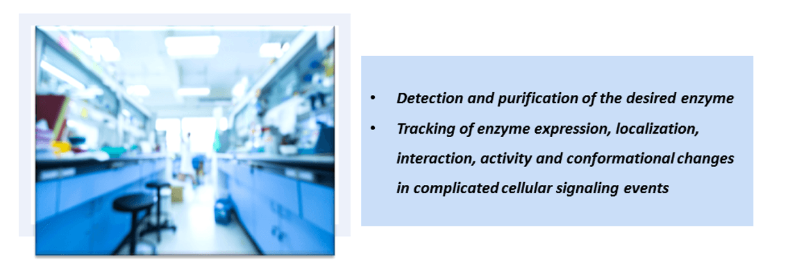 The Advantages of Enzyme labeling services by Creative Enzymes