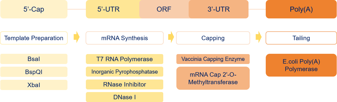 Enzymes for in vitro mRNA synthesis