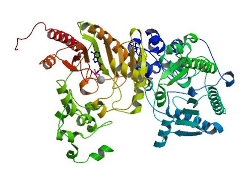 The crystal structure of human brain-type creatine kinase.