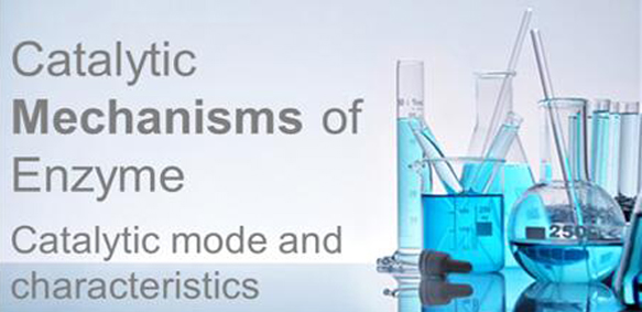 Enzyme Catalysis