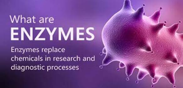 What Are Enzymes?