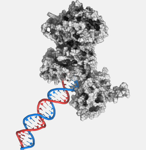 Enzyme Conjugation