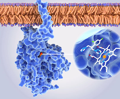 Enzymes