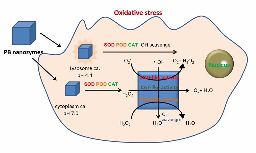 Multienzyme-like properties of PB nanoparticles in vitro. - Creative Enzymes