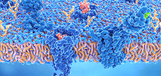 Kex2 Protease