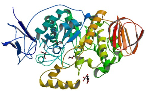 Enzyme Activity Measurement for Malto-Oligosyltrehalose Trehalohydrolase