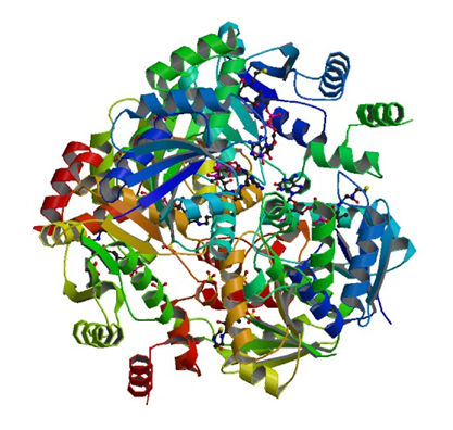 Enzyme Activity Measurement for Pantetheine-Phosphate Adenylyltransferase