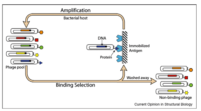 Phase display Services workflow by Creative Enzymes