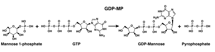 Enzyme Activity Measurement for Mannose-1-Phosphate Guanylyltransferase