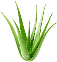 Aloe vera extract