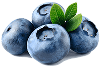 Bilberry Extract