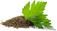Celery Seed Extract (Ratio)