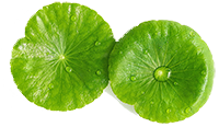 Centella Asiatica Extract