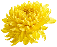 Chrysanthemum Extract